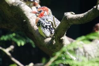 Trachyphonus erythrocephalus - Flammenkopf-Bartvogel (Rotgelber Bartvogel)